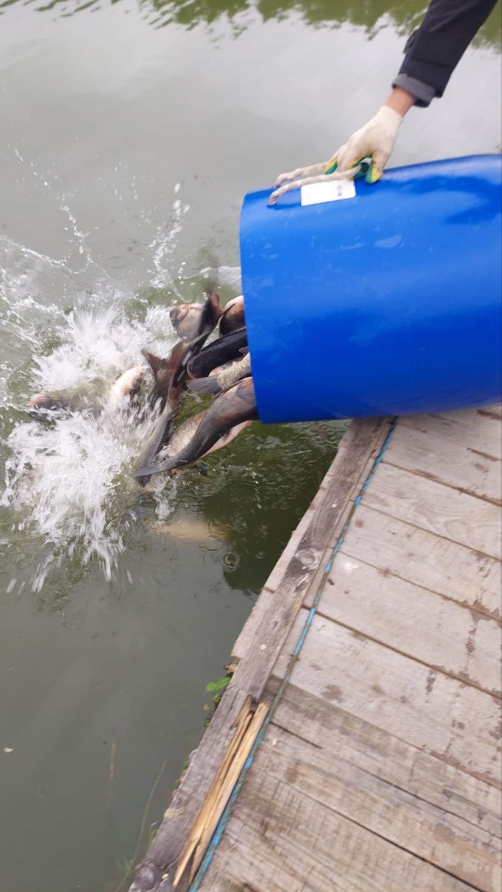 Приехал редкий гость, Толстолобик