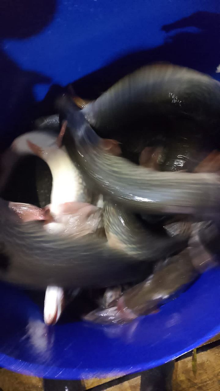 Еще одно пополнение Щукой