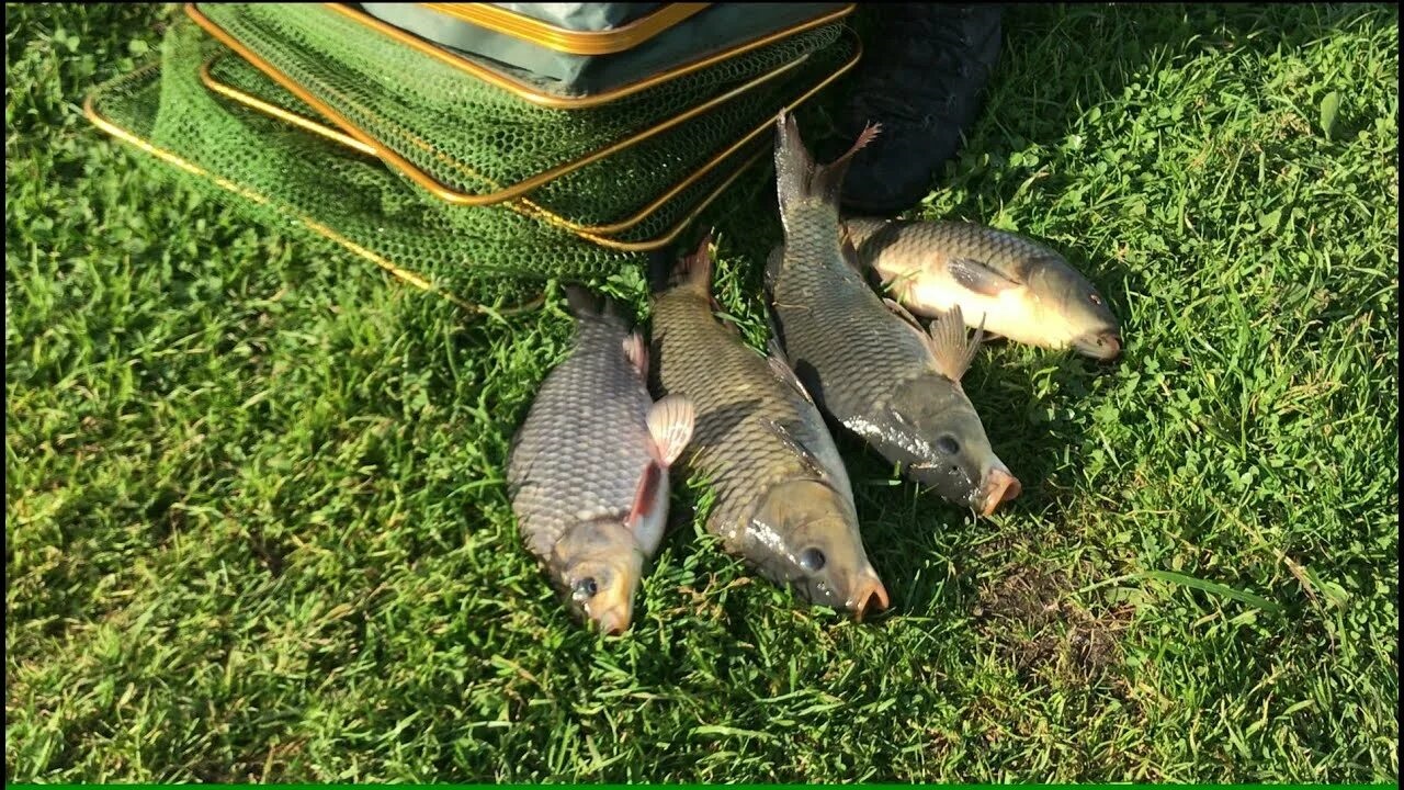 Ловля карпа осенью