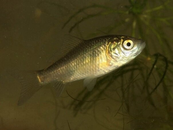 Открылась продажа живца, карася