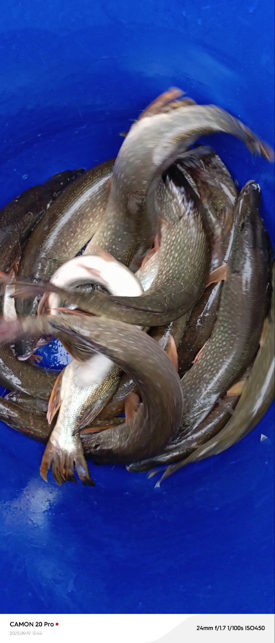 Долгожданная Красавица Щука