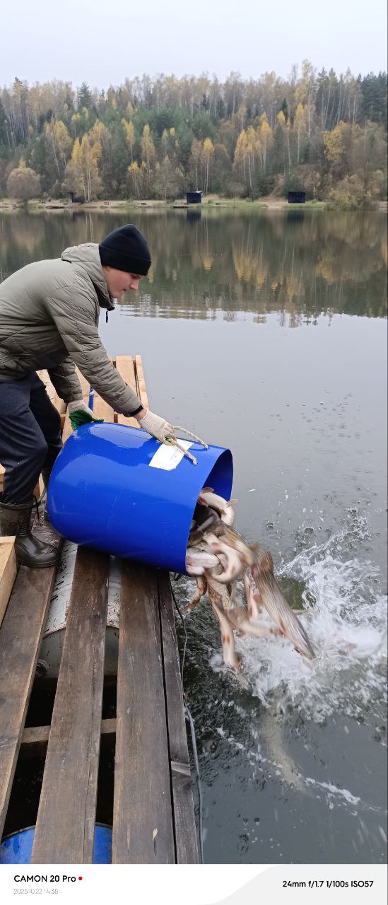 Пополнение Щукой, очередное