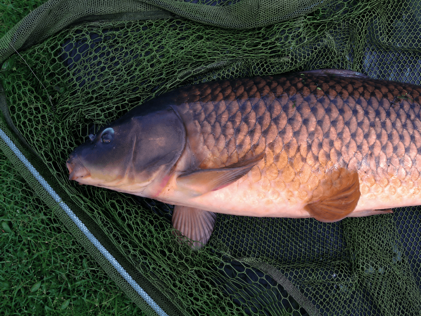 Рыба лежит на мокром подсаке или мягком влажном материале