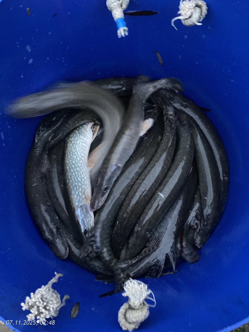 Небольшая добавка щуки