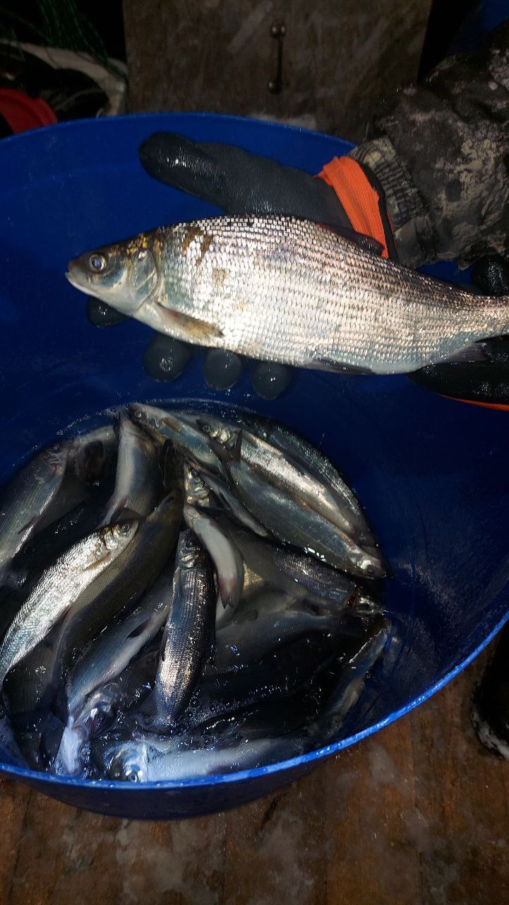 Приехал долгожданный СИГ!